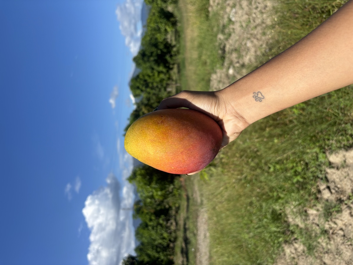 Mango Irwin con rubor rojizo, pulpa firme, cosechado en la finca