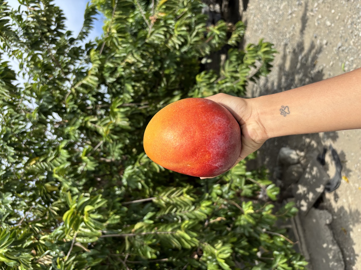 Mango Kent, grande y jugoso, cosechado en la finca