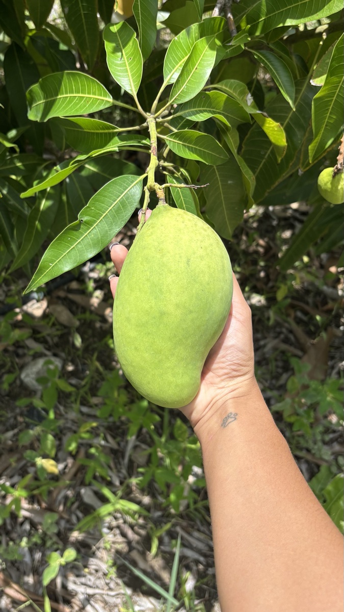 Mango Madame Frances, alargado y aromático, cosechado en la finca