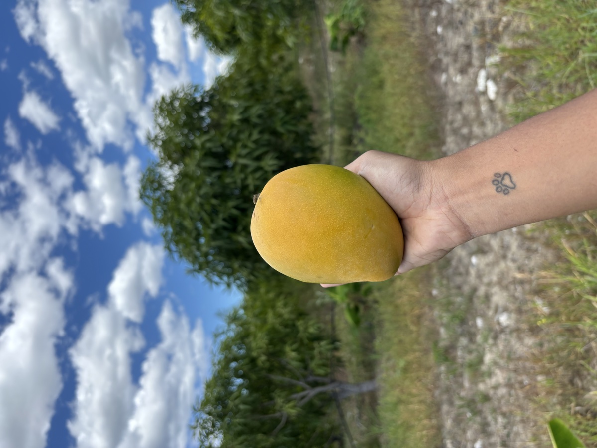 Mango Mingolo dominicano, pequeño y muy dulce, cosechado en la finca