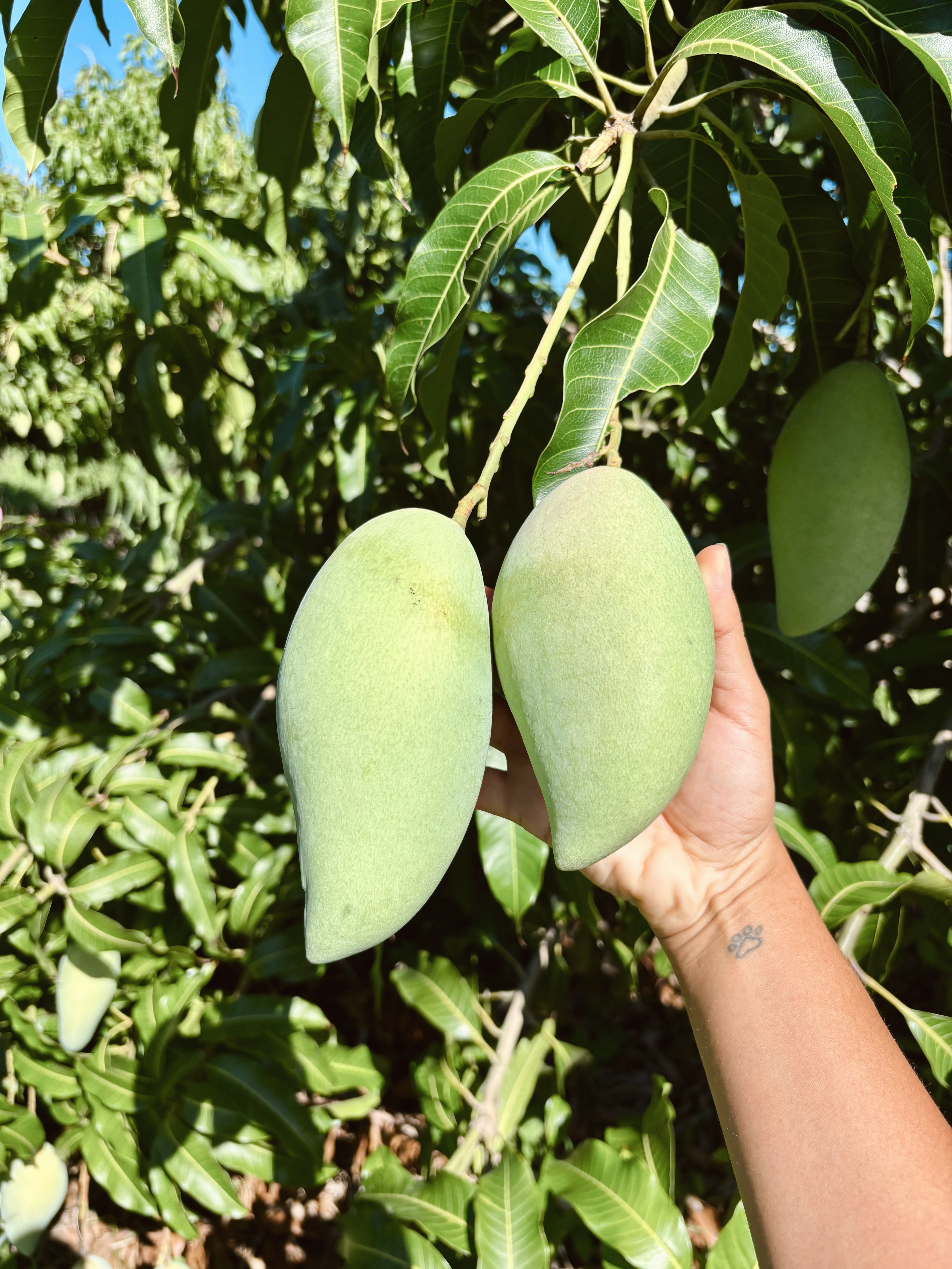 Mango Nam Dok Mai tailandés, alargado y excepcionalmente dulce